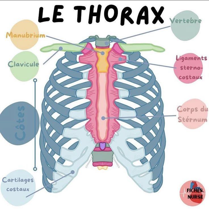 Scanner thoracique avec contraste