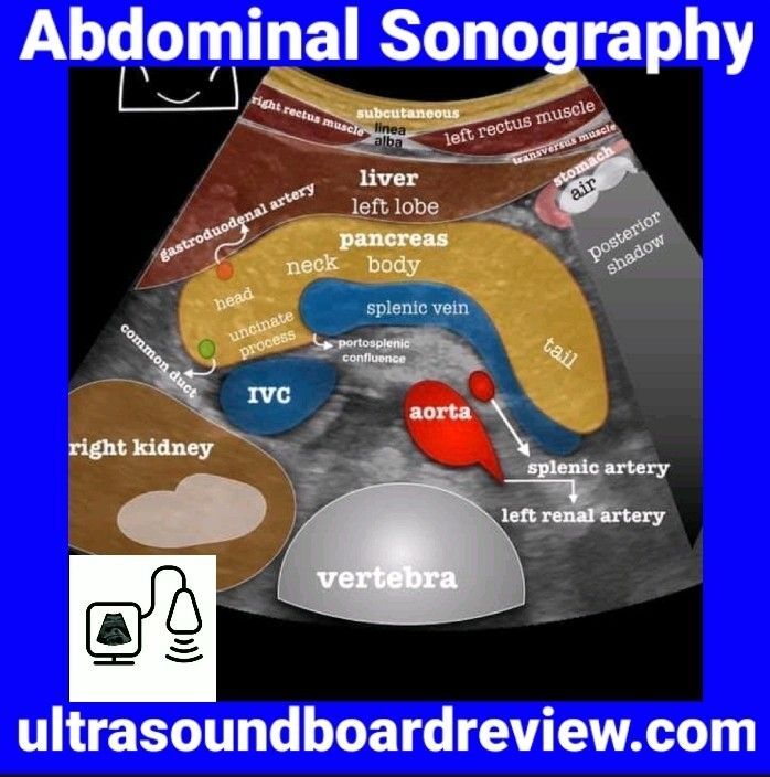 Processus échographie abdominale