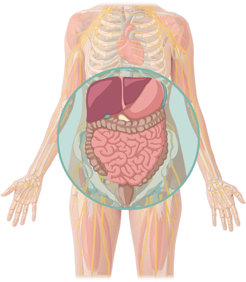Organe échographie abdominale