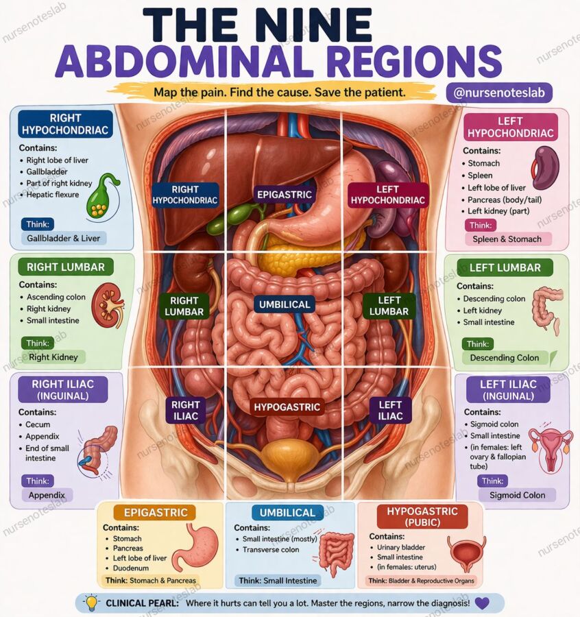 Vue organes échographie abdominale