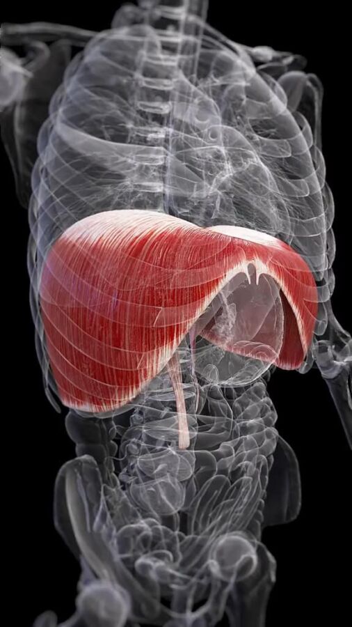 Organe échographie abdominale