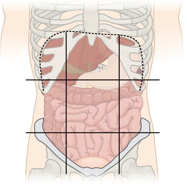 Organe échographie abdominale