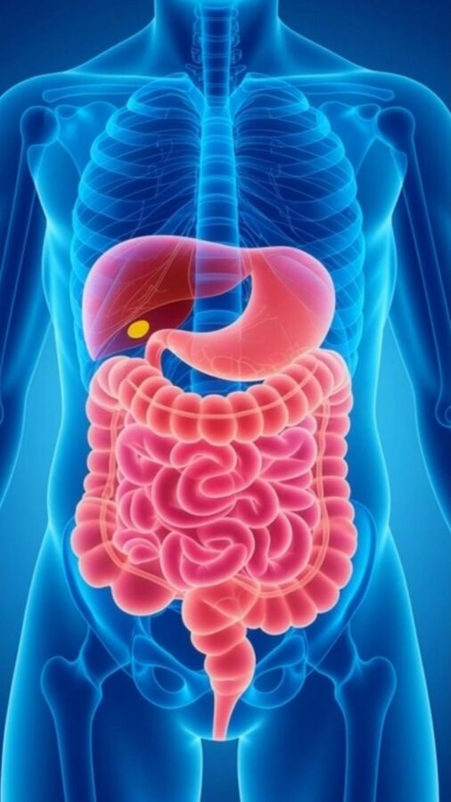 Vue organes échographie abdominale