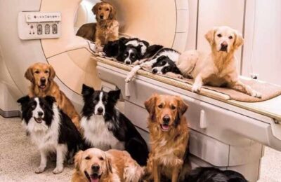 Échographie Cardiaque Chien Tarif : Coûts et Informations