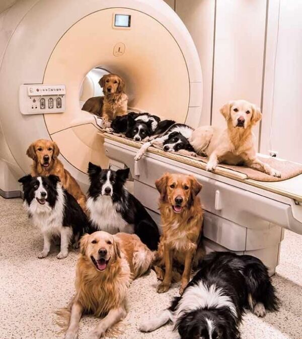Échographie Cardiaque Chien Tarif : Coûts et Informations