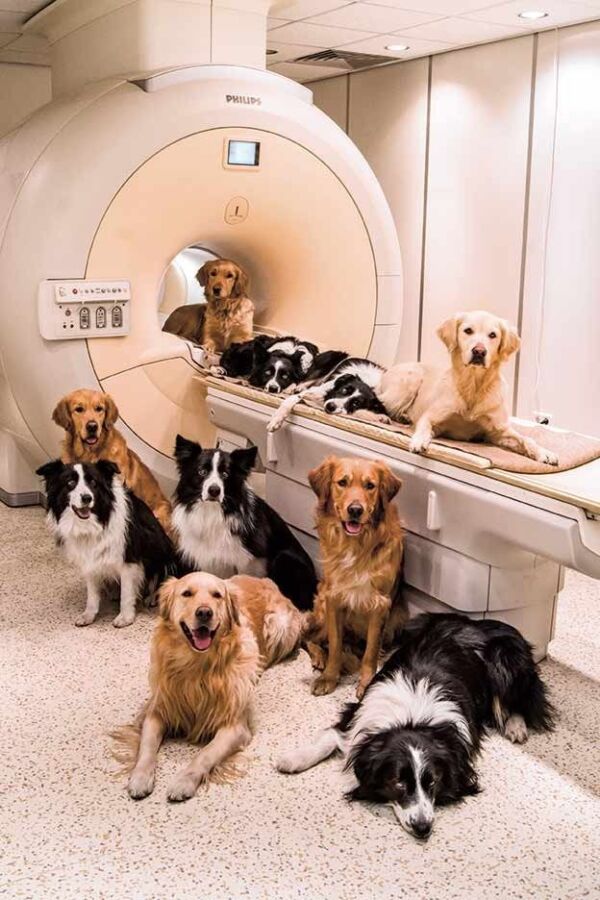 Coût échographie cardiaque chien