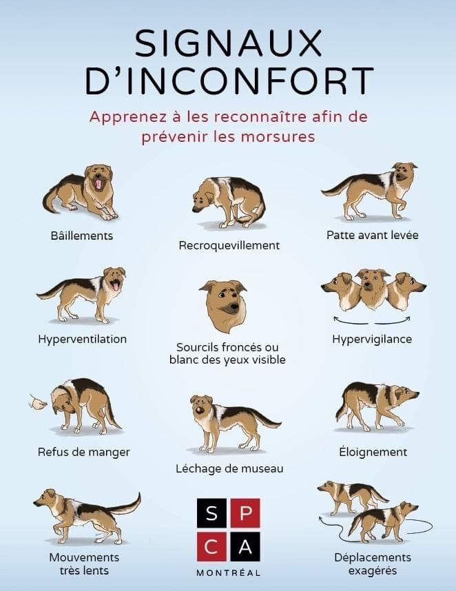 Tarif échographie canine
