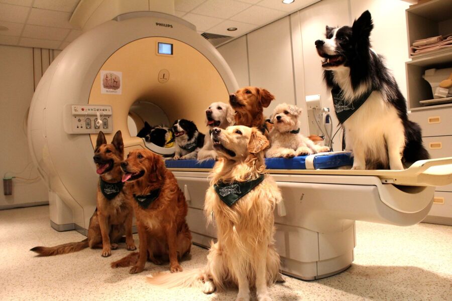 Coût échographie cardiaque chien