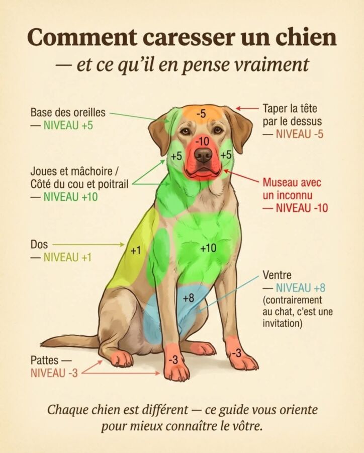 Tarif échographie canine