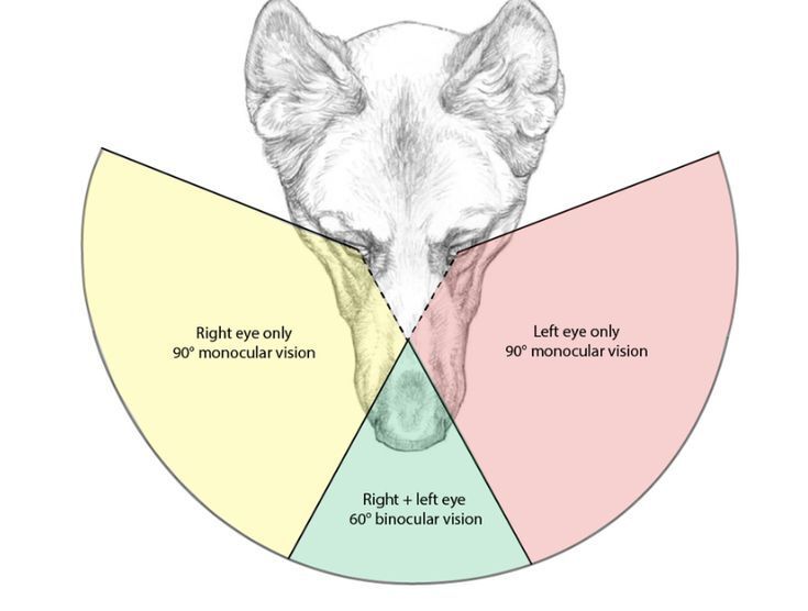 Tarif échographie canine