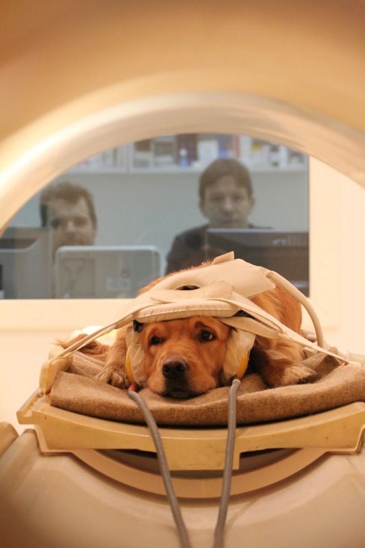 Coût échographie cardiaque chien