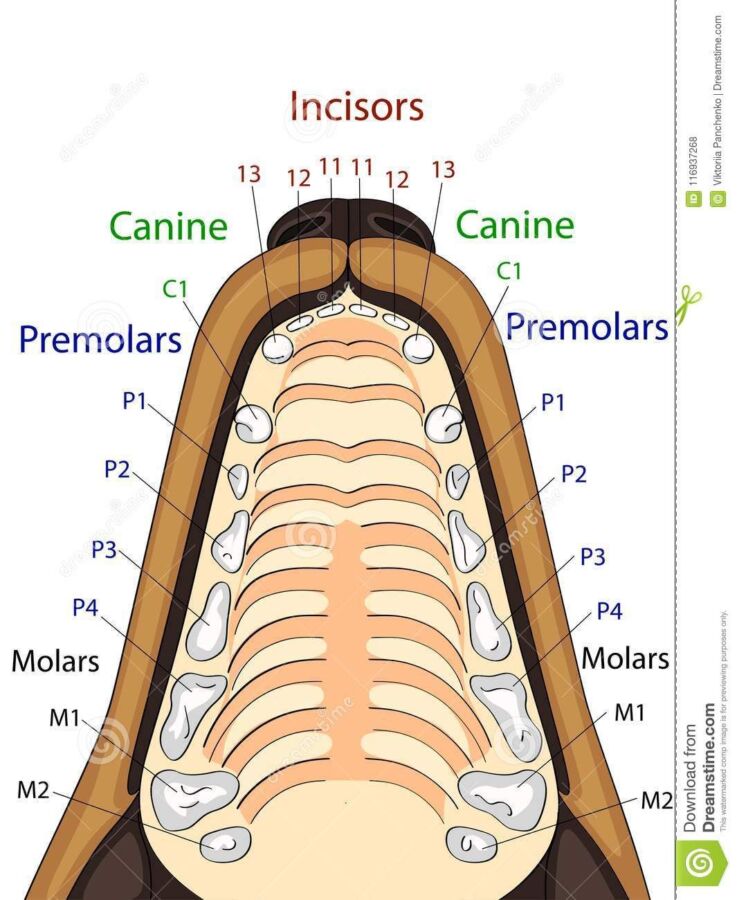 Prix examen cardiaque chien